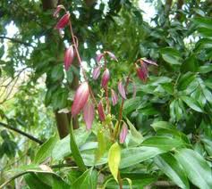 CINNAMON LEAF OIL - Essential Oils